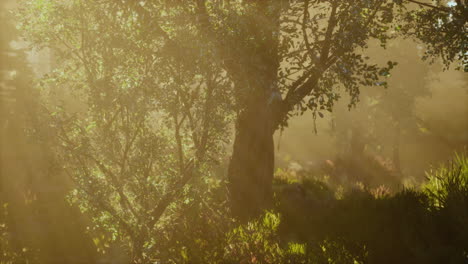 Wald-Aus-Buchen,-Beleuchtet-Von-Sonnenstrahlen-Durch-Nebel